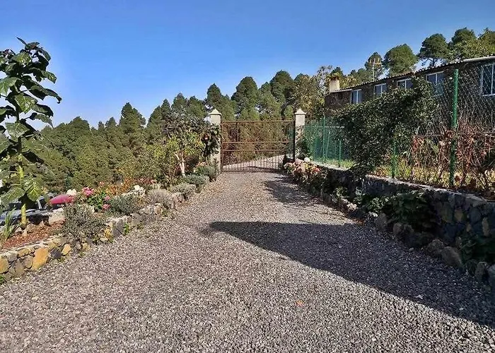 Tamarillos * Santa Cruz de Tenerife