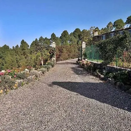 Tamarillos * Santa Cruz de Tenerife